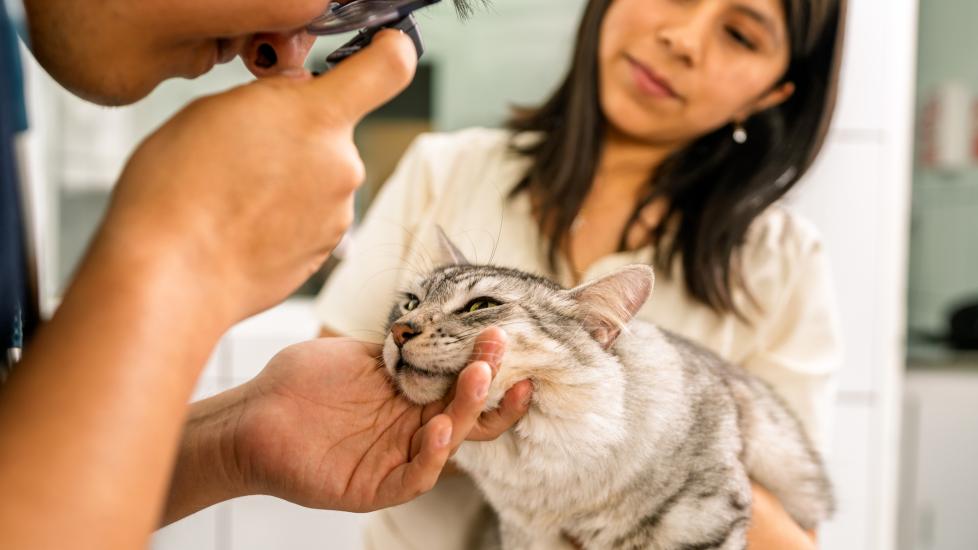 progressive retinal atrophy (PRA) in cats; a veterinarian examines a cat for PRA.
